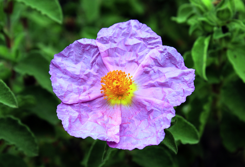 2016-04-18_091419 sardinien-2016.jpg - Zistrose